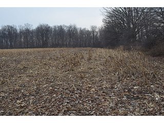 Property photo 31 - LAND AUCTION, 77 Acres offered in 3 Tracts